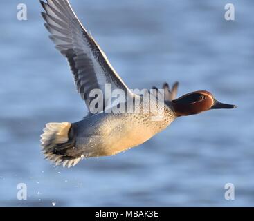 Teal in flight. Stock Photo