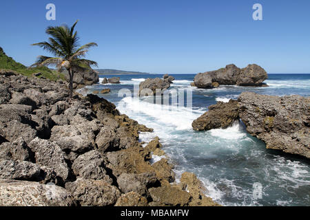 waves breaking among the rocks on the shore of the Caribbean Sea with a solidary palm tree overlooking the scene Stock Photo