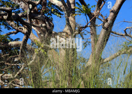 abstract of fine thin green grass in foreground with gnarly branching tree branches in background Stock Photo