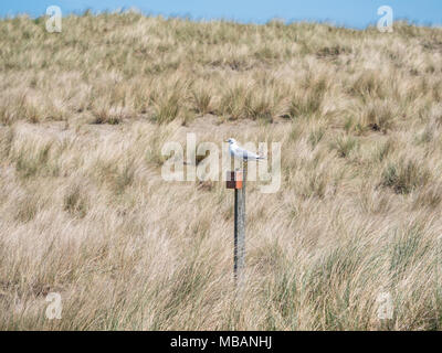 Seagull resting in the dunes of Ameland, Holland Stock Photo