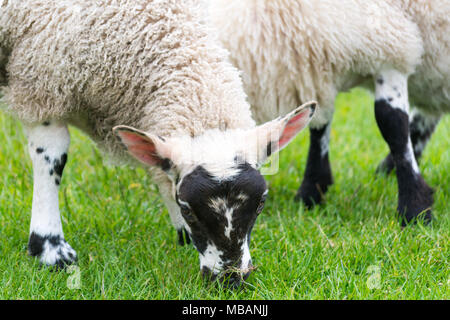 Fleece laden sheep grazing on lush green grass on UK farmland. Stock Photo