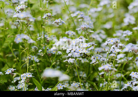 Wild meadow of beautiful blue flowers forget-me-not. Summertime hipster toned season background. Stock Photo