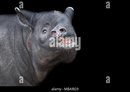 Asian tapir head isolated on black backround. Malayan tapir Stock Photo