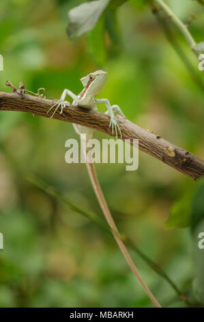 Basilisk . Lizard on branch with long tail. Stock Photo