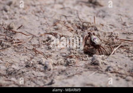 Fiddler crab Uca panacea comes out of its burrow in the marsh area before Tigertail Beach on Marco Island, Florida Stock Photo