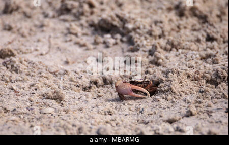 Fiddler crab Uca panacea comes out of its burrow in the marsh area before Tigertail Beach on Marco Island, Florida Stock Photo