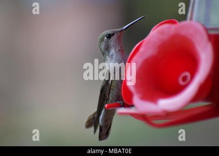 Hummingbird snacking away at a hummingbird feeder Stock Photo