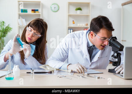 Paleontologists looking at bones of extinct animals Stock Photo