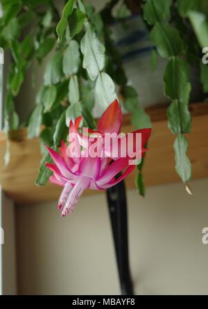 A fully bloomed Schlumbergera Cactus flower growing indoors Stock Photo