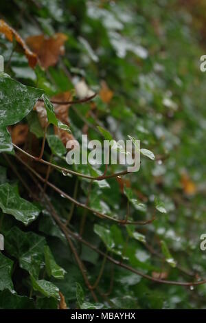 Close-up of Ivy (Hedera) with fall color leaves, oval shape flower pot ...
