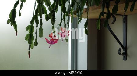 Vibrant Pink, Red, and White cactus flowers hanging off a shelf into the sunlight of an opaque window. Stock Photo