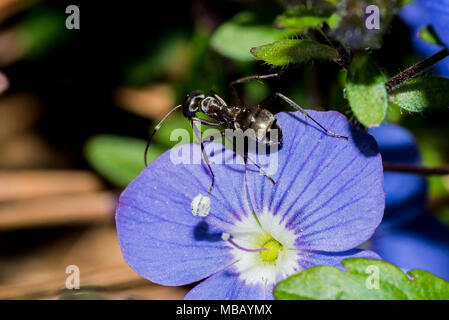 oh no ant, don't jump black carpenter ant on purple flower Stock Photo