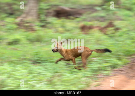 indian wild dogs aka Dhole (Cuon alpinus)  inside Tadoba Andhari Tiger Reserve in Maharashtra, India. Stock Photo
