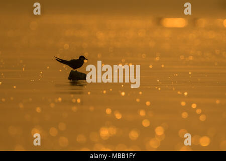 Birds silhouette in lake found around Pune at Bhigwan Bird Sanctuary, Maharashtra, India. Stock Photo