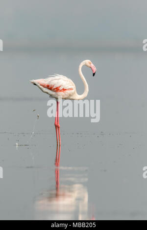 The greater flamingo (Phoenicopterus roseus) found around Pune at Bhigwan Bird Sanctuary, Maharashtra, India.