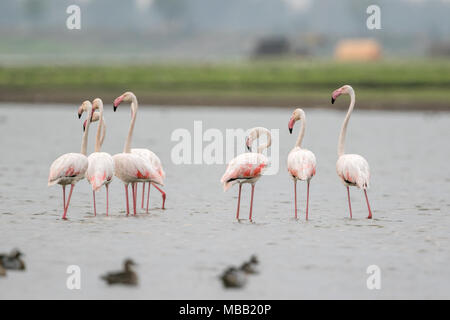 Extended rainfall sees few flamingos at Bhigwan in Pune district -  Hindustan Times