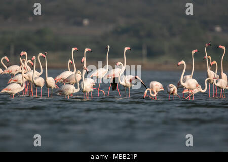 The greater flamingo (Phoenicopterus roseus) found around Pune at Bhigwan Bird Sanctuary, Maharashtra, India. Stock Photo