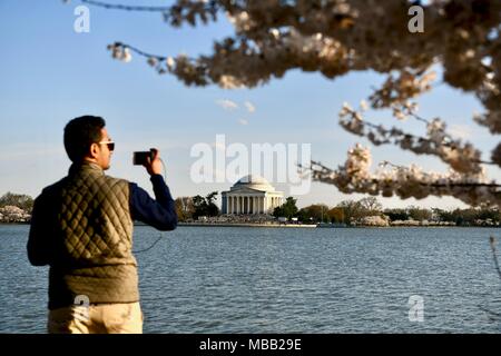 Jefferson Memorial near the tidal basin during the peak bloom of the Cherry blossoms in Washington DC Stock Photo