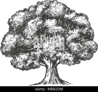 Tree hand drawn vector illustration realistic sketch Stock Vector