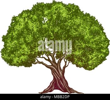 Olive tree hand drawn vector illustration realistic sketch color Stock Vector