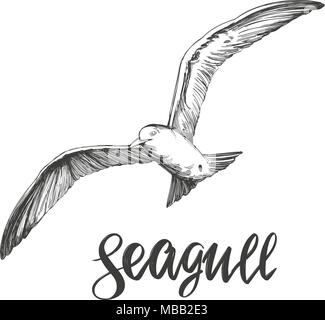 bird seagull, wildlife hand drawn vector illustration realistic sketch Stock Vector
