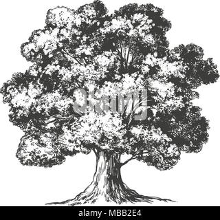Tree hand drawn vector illustration realistic sketch Stock Vector