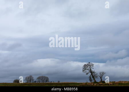 Near Tynygraig, Ceredigion, Wales, UK 10th April 2018 UK Weather: Cloudy sky this morning above this wind swept tree along the countryside of Ceredigion. © Ian Jones/Alamy Live News. Stock Photo