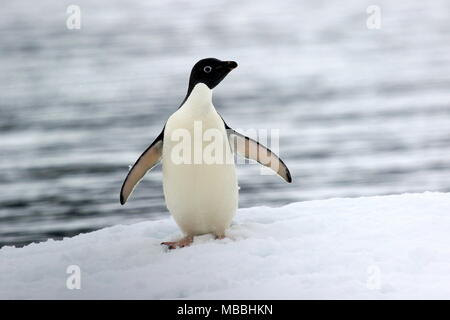 Adelie Penguin on iceberg, Graham Passage, Antarctic Peninsula Stock
