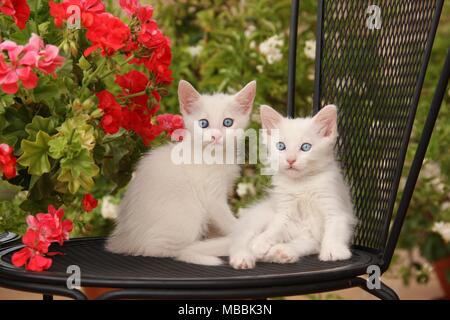 two white kittens sitting on a chair in front of  geranium Stock Photo