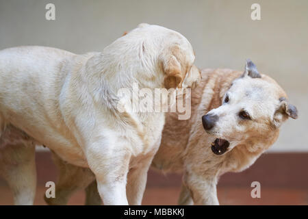 Two dog play fighting. Agressive two dogs trying to bite each other Stock Photo