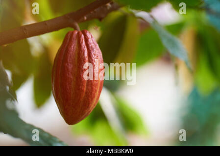 One red cacao pod on tree in blurred sunny background Stock Photo