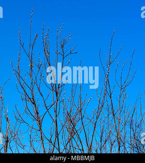 Springtime in Alaska Stock Photo
