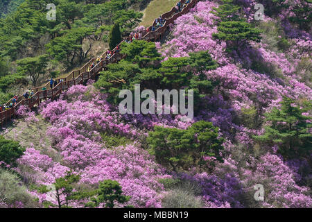 Incheon, Korea - April 19, 2017:  Goryeosan azalea festival, which is held at the end of April every year. Goryeosan is a highest mountain in Ganghwa. Stock Photo
