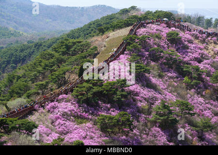 Incheon, Korea - April 19, 2017:  Goryeosan azalea festival, which is held at the end of April every year. Goryeosan is a highest mountain in Ganghwa. Stock Photo