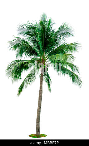 Coconut tree isolated on white background with copy space. Used for advertising decorative architecture. Summer and beach concept. Tropical palm tree. Stock Photo