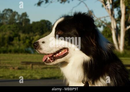 Border Collie portrait Stock Photo