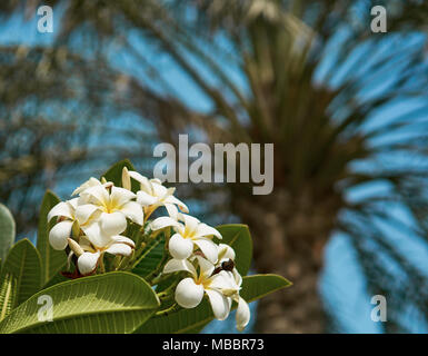 white tropical flower on a background of palm trees Stock Photo