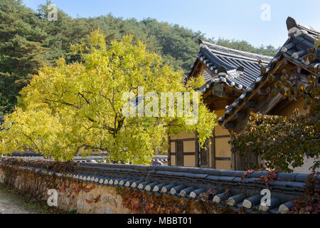 YEONGJU, KOREA - OCTOBER 15, 2014: landscape of general Korean traditional house with jujube tree in Seonbichon. Stock Photo