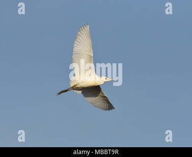 Cattle Egret - Bubulcus ibis Stock Photo