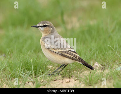 Isabelline Wheatear - Oenanthe isabellina Stock Photo