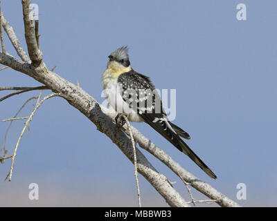 Great Spotted Cuckoo - Clamator glandarius Stock Photo