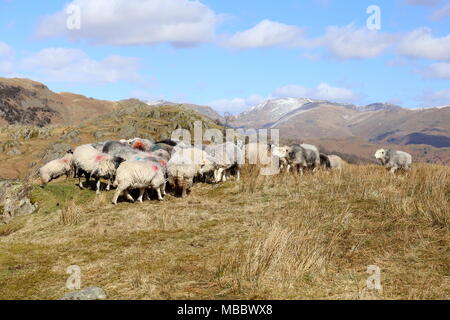 Feeding Frenzy. Sheep on the Cumbrian Fells gather to feed prior to being rounded up. Snow is on the higher Helvellyn range in the distance. Stock Photo