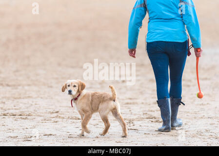 A Golden Retriever puppy walking with its owner on a beach. Stock Photo