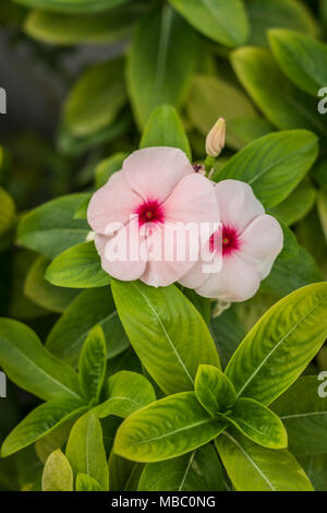 Tropical morning glory flowers in Al Barsha, Dubai, UAE, Middle East. Stock Photo