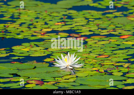 Water lilies on Bolton Notch Pond, Bolton Notch State Park, Connecticut ...