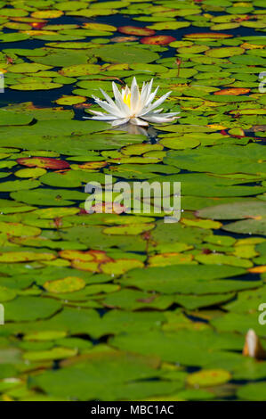 Water lilies on Bolton Notch Pond, Bolton Notch State Park, Connecticut ...