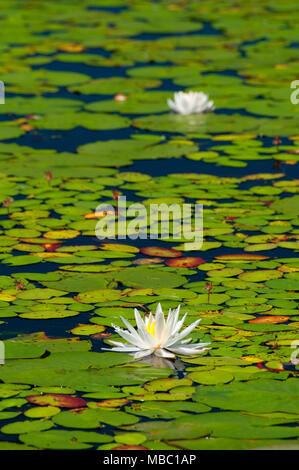 Water lilies on Bolton Notch Pond, Bolton Notch State Park, Connecticut ...