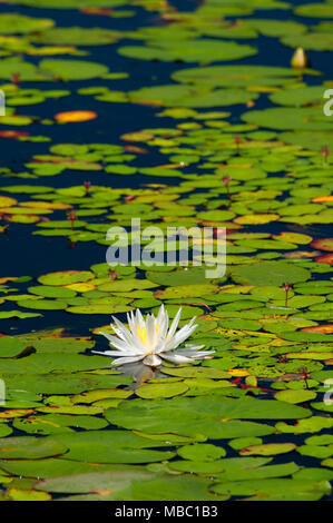 Water lilies on Bolton Notch Pond, Bolton Notch State Park, Connecticut ...