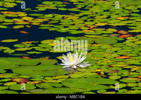 Water lilies on Bolton Notch Pond, Bolton Notch State Park, Connecticut ...