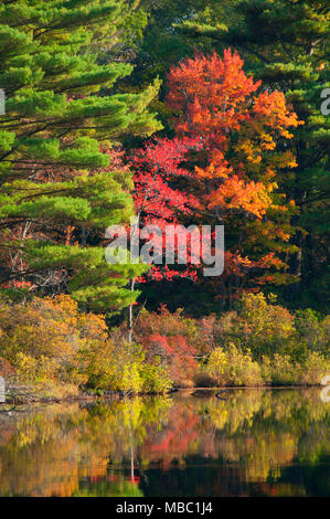 Morey Pond, Nipmuck State Forest, Connecticut Stock Photo - Alamy